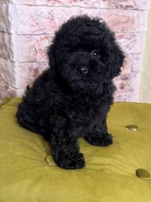 toy poodle