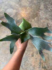 Platycerium White Gizmo