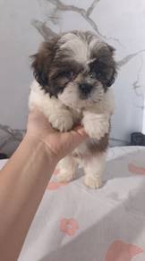 Shih ztu Puppy (Male)