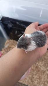 Hamster Curly 
