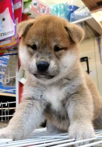 s3000 SHIBA INU pretty cute puppies dogs