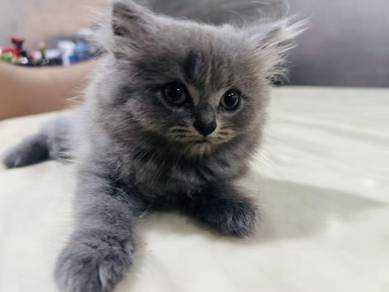 British Longhair