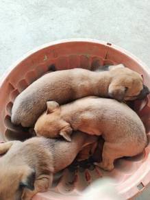 Puppy for adoption 