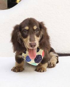 MINIATURE DACHSHUND Puppies VIP55🐻 Male