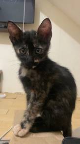 Kitten Rehome With Fee