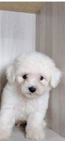 Bischon