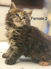 Pure Breed Mainecoon