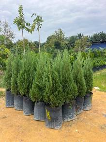 Blue Pine