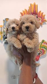 cavapoo 