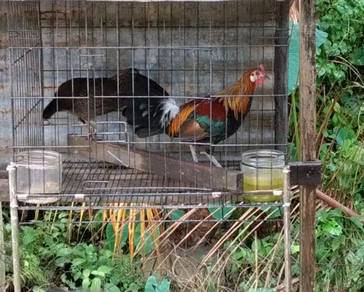 Ayam hutan( lapis kebun)
