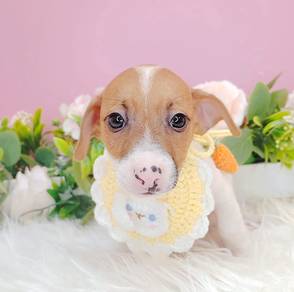 Jack Russell