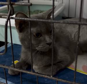 BSH Female