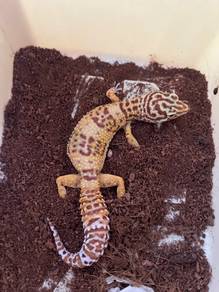 gecko female