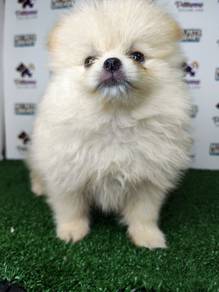 Pomeranian cream white