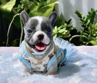 FRENCH BULLDOG PUPPIES VIP139🌻 Blue Pied Female