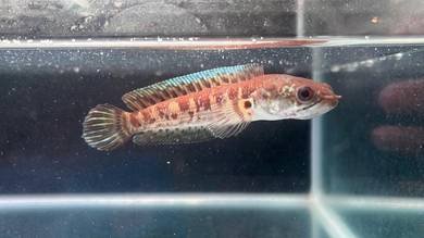 Ikan Channa Auranti Cobra fish 4 inch