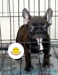 GSW1166 French Bulldog black brindle haired