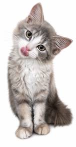 Pure Siberian Kitten