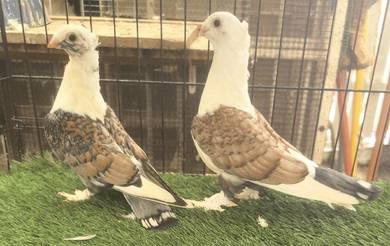 Burung Merpati Satinette Muda 
