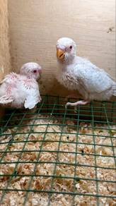 Baji baby albino Dan fellow
