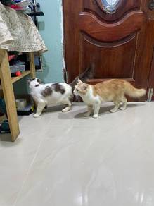 kucing untuk rehome
