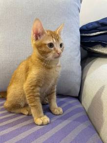 FOC free for adopt