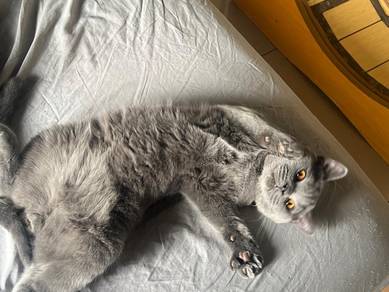 male BSH kitten blue for rehome
