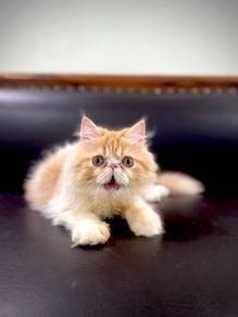 Persian Kitten FF