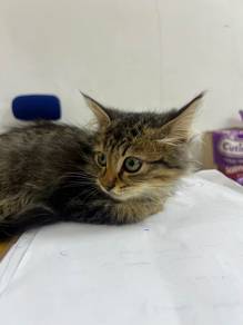 Mainecoon X Siberian