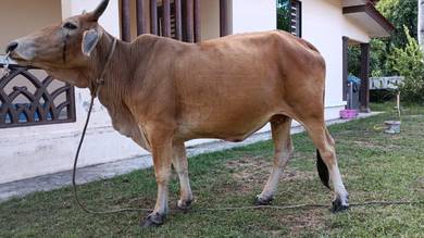 lembu ladang (betina)