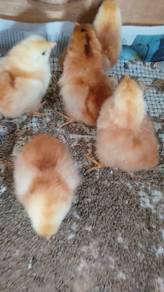 Anak ayam rir