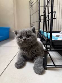 British Short Hair BSH