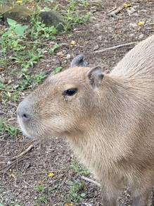 Capybara