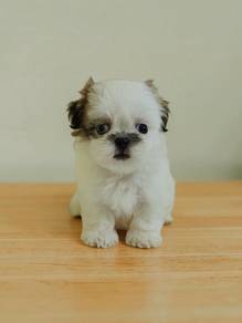 Small size Shih Tzu Puppies male offer 