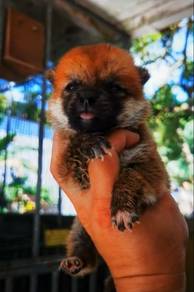 Shiba Inu
