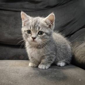 Cute Kitten Munchkin BSH 