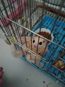 Lue Sugar Glider 