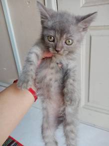 BSH mix Persian 
