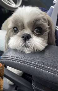 Floofy ShihTzu Short Nose Round Face Less Shed Tri