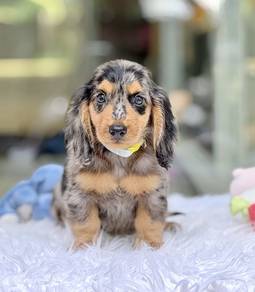 MINIATURE DACHSHUND Puppies VIP25🐻 Male~ Dappled