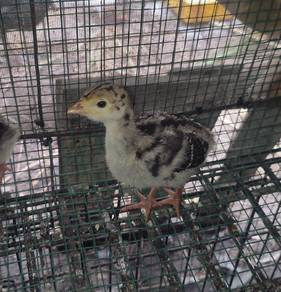 anak ayam belanda