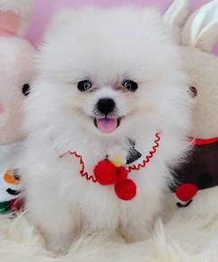 Pomeranian