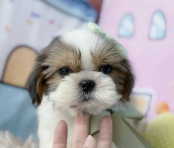 SHIH TZU PUPPIES A350 🌻 Small Dog Available