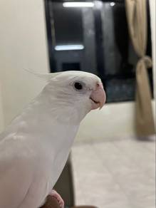 Albino Cockatiel Bird