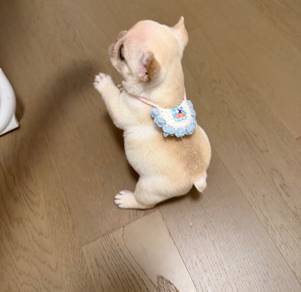 French Bulldog