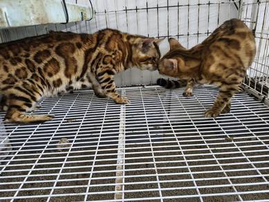Golden Bengal 1Pair