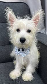Westie Westie male puppy MM-1