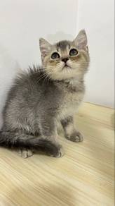 BSH Blue Golden