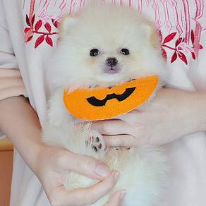 Pomeranian