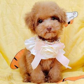 Toy Poodle